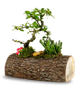 Bornova Çiçekçi , Çiçekçi Bornova , İzmir Bornova Çiçekçi